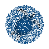 Bluecontest turtle