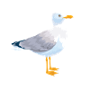 Seagulls sea birds tshirt