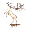 Cerf