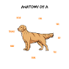 Anatomia właściciela psa rasy Golden Retriever
