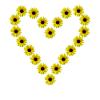 Solsikke hjerte, solsikke, solsikke, hjerte