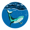 Humpback I Buckelwal unter Wasser