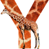 giraffe y
