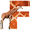 giraffe f