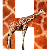 giraffe h