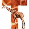 giraffe t