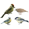 Songbirds