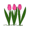 Pink tulips, spring, spring