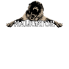 Maligator Belgian Shepherd Dog