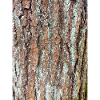 Tree, wood, bark, bark, pattern