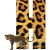 leopard h