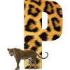 leopard p