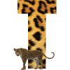 leopard t