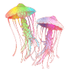 Rainbow jellyfish
