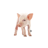 Piglet / Piglet / Pig