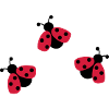 ladybird