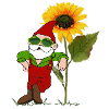 Garden gnome, sunflower