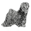 Tibetan Terrier sketch