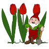 Garden gnome, tulips, spring, garden
