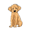 Doodle Dog