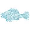 Fish IKAN turquoise