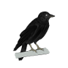 Jackdaw raven bird