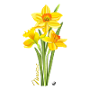 Yellow daffodils illustration