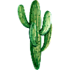 Floral motif - cactus