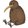 Kiwi Bird