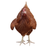 Testa di gallina rossa divertente assurdità