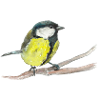 mésange