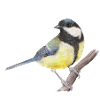 Great tit