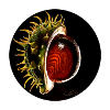 Kastanie Chestnut