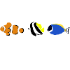 Ocean reef