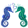 Sea Horses - Love