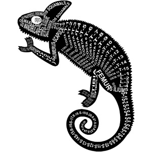 Chameleon Skeleton