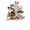 Australian Shepherd Mama