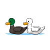 ducks