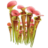 Jardin Carnivore Sarracenia