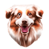 Australian Shepherd Aussie