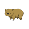 wombat