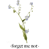 forget me not