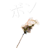 BONNER CHERRY BLOSSOM - WHITE FLOWER