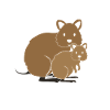 Quokka avec bébé