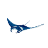 Manta ray