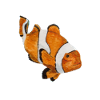 Clownfisch