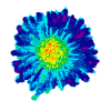 sunflower222
