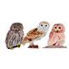 Trio of owls