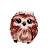 Baby owl