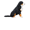 Bernese Mountain Dog Sitting